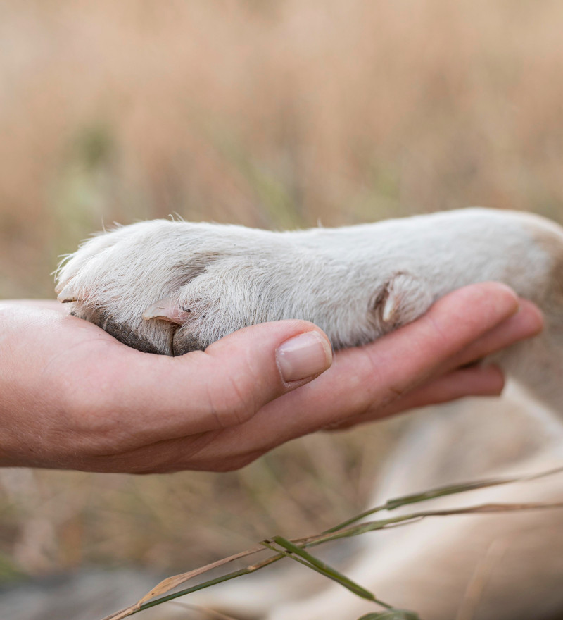 Urne cinerarie per animali